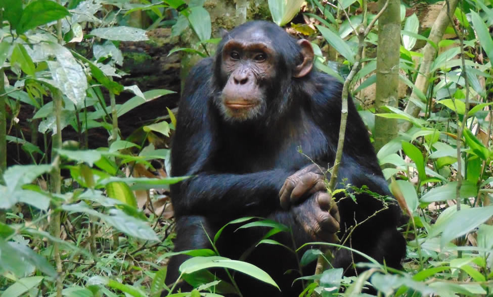 Kibale Forest National Park