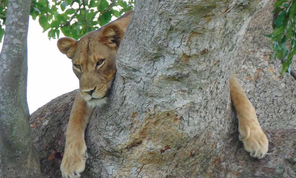 Queen Elizabeth National Park