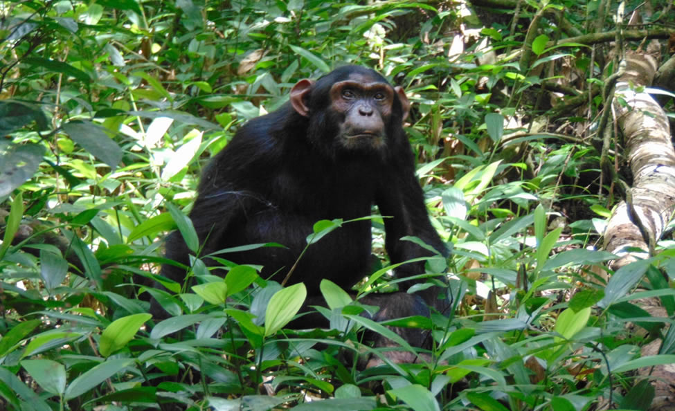 Kibale Forest National  Park