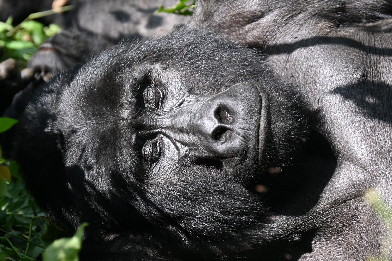 Gorilla Tracking