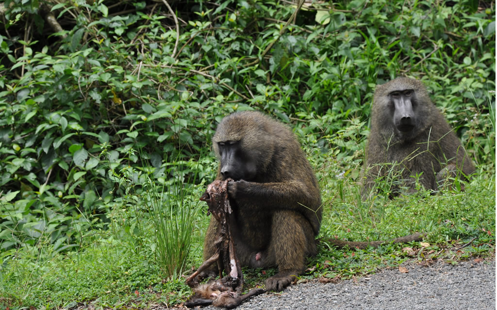 Kibale National Park