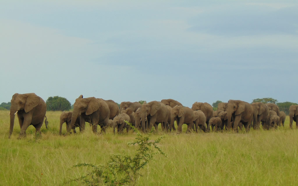 Morning Safari in Queen Elizabeth National Park