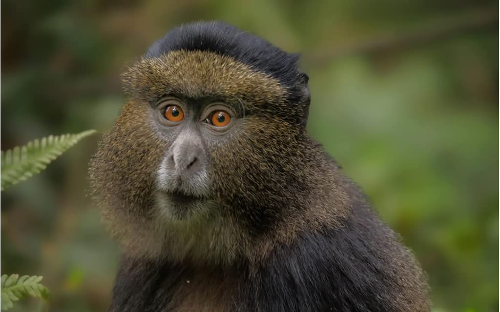 images/golden%20monkey%201.jpg#joomlaImage://local-images/golden monkey 1.jpg?width=1024&height=640