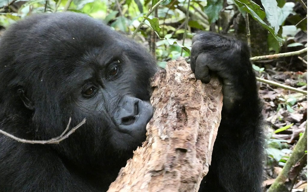 Gorilla Tracking