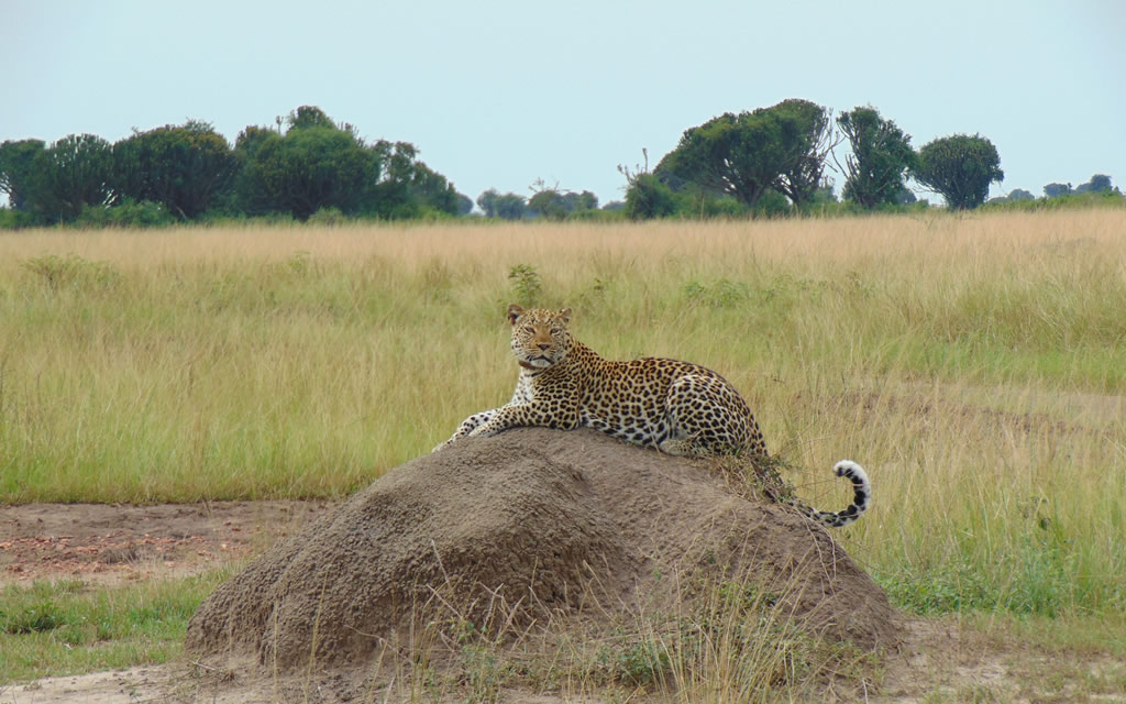 Game drive in Queen Elizabeth National Park.