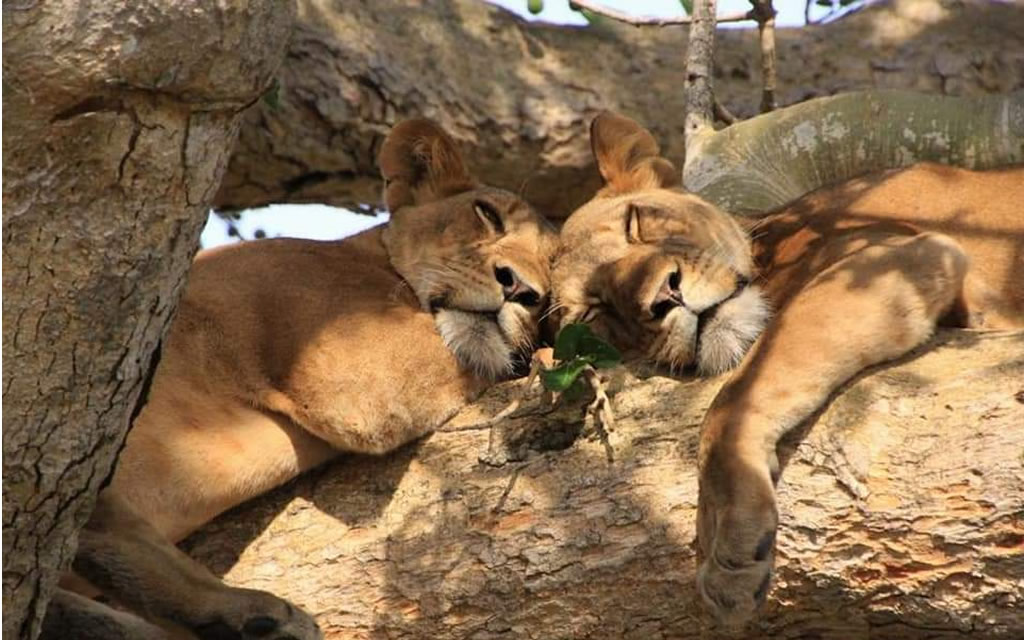 Ishasha Tree Climbing Lions