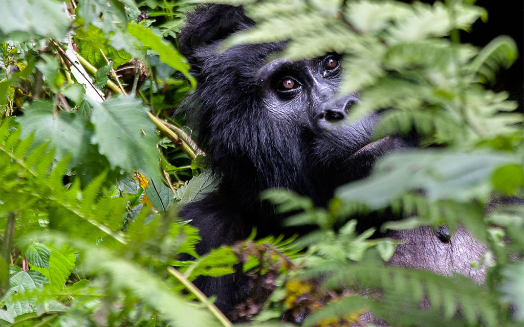 Gorilla Trekking