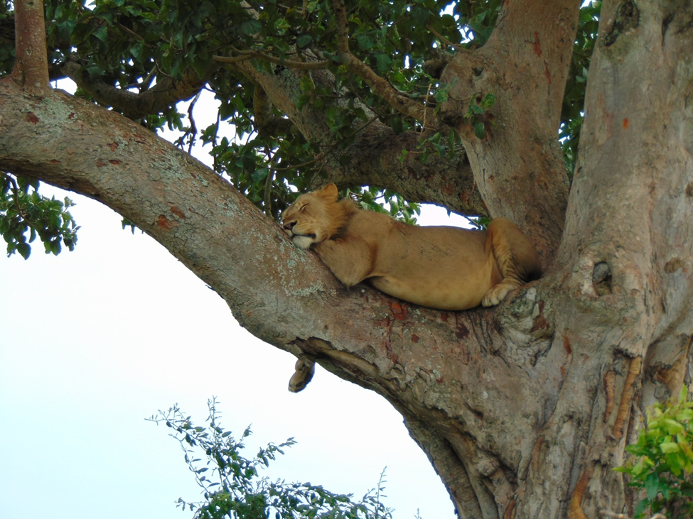 2 Nights, 3 Days Safari in Queen Elizabeth National Park