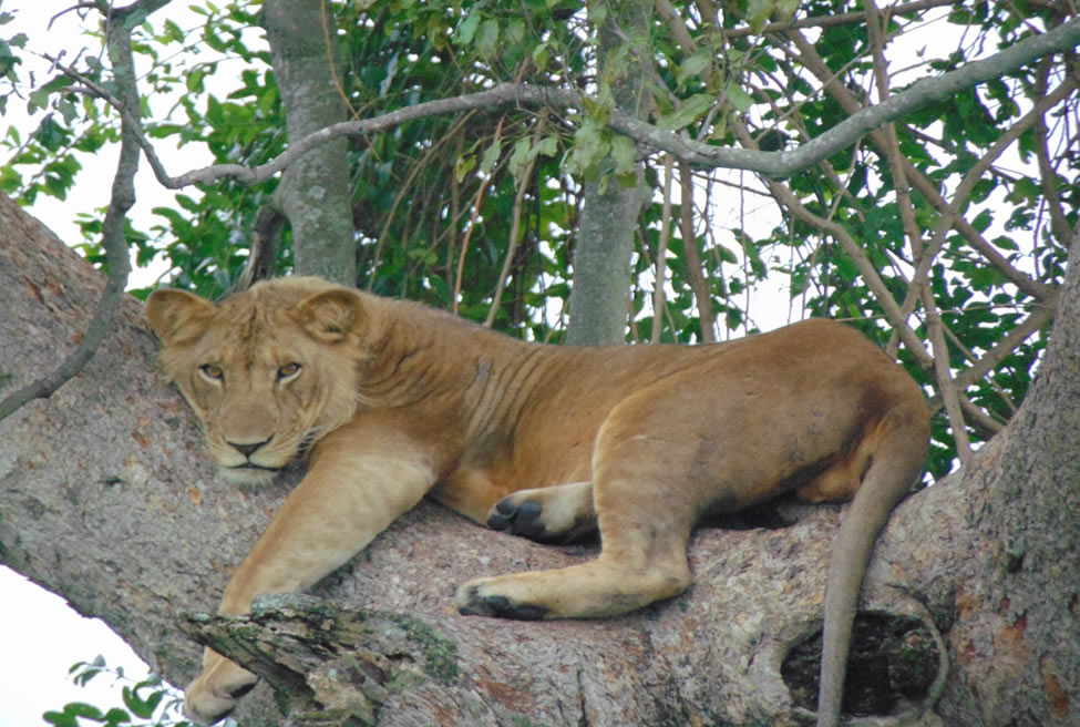 17 days, 16 Nights of Uganda and Kenya Luxury Primate and Wildlife Safari