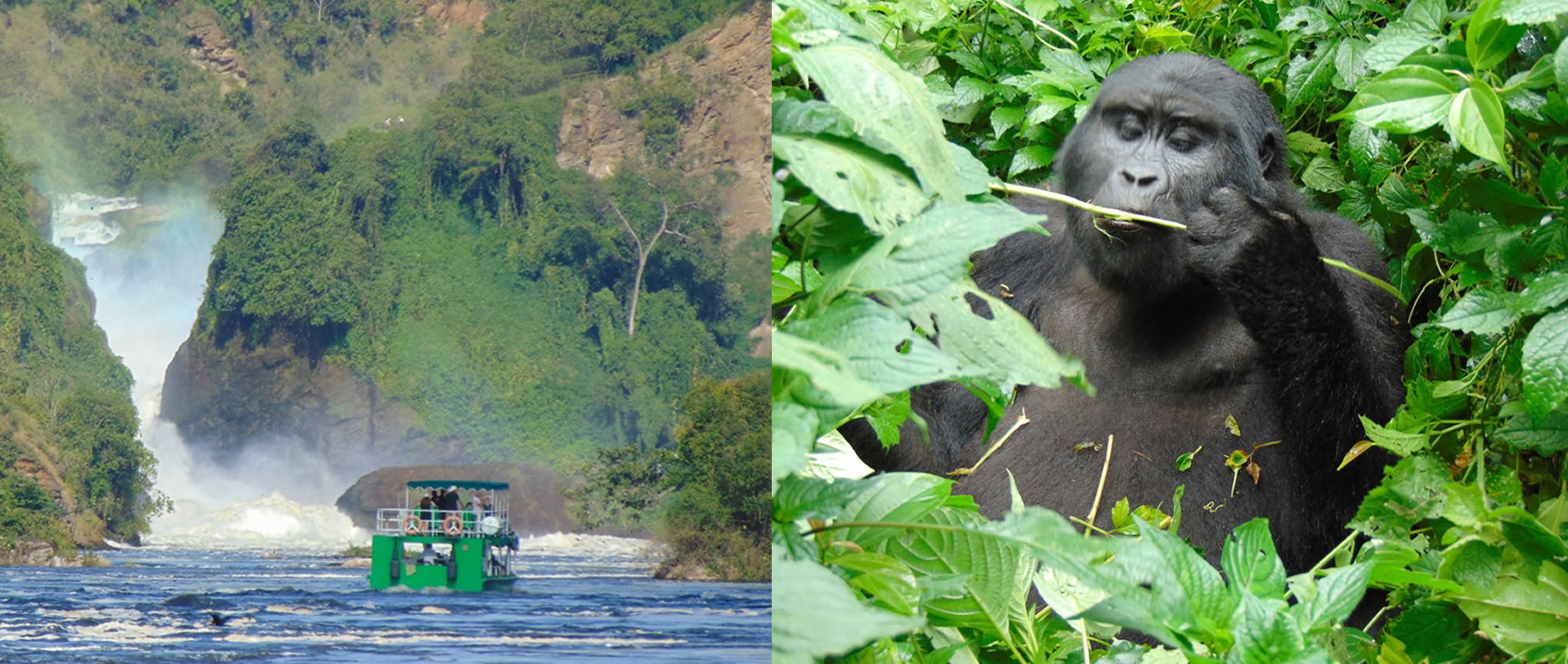 22 Nights and 23 Days of Best of Uganda’s Primates and wildlife safari