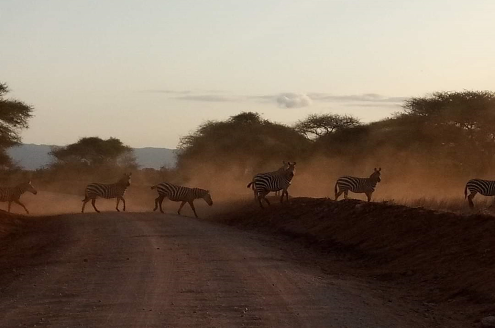 14 days, 13 Nights of Kenya Safari Experience