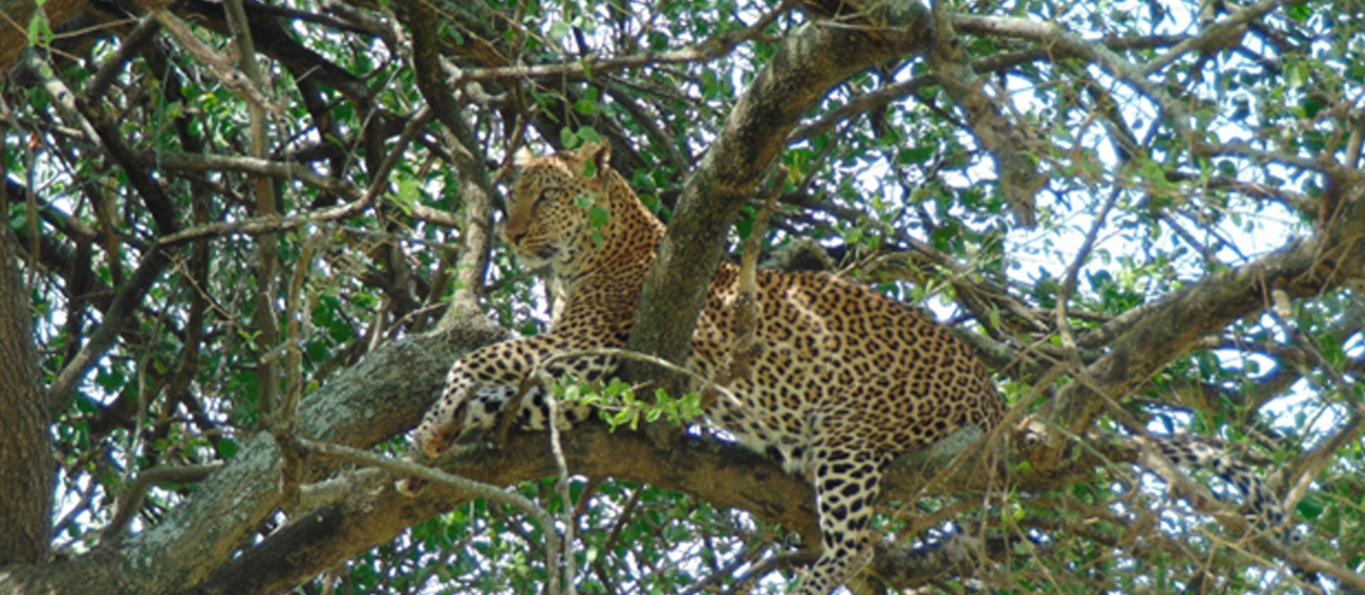 6 Nights, 7 days Adventure and wildlife safari in Uganda